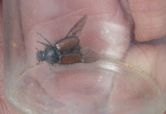 Chasmatopterus villosulus