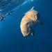 Dugong - Photo (c) Luis Pérez Berrocal, some rights reserved (CC BY-NC), uploaded by Luis Pérez Berrocal