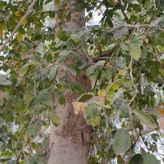 Holoptelea integrifolia