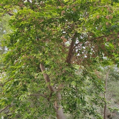 Holoptelea integrifolia