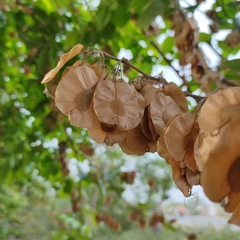 Holoptelea integrifolia