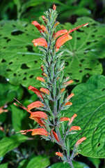 Hansteinia blepharorhachis