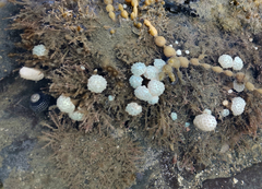 Eudistoma elongatum