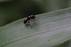 Camponotus quadrinotatus