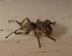 Leptopius tetraphysodes