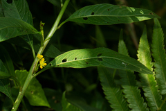 Ludwigia abyssinica