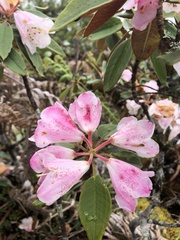 Rhododendron hyperythrum