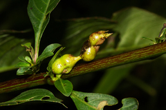 Ludwigia abyssinica