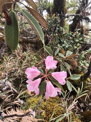 Rhododendron hyperythrum