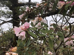 Rhododendron hyperythrum