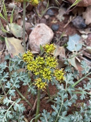 Cymopterus purpureus