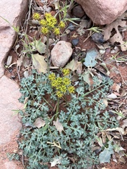 Cymopterus purpureus