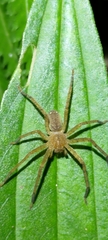 Heteropodinae