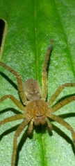 Heteropodinae