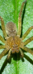 Heteropodinae