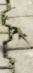 Lacerta agilis