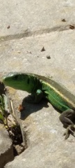 Lacerta agilis