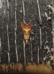 Glaucocharis chrysochyta