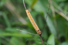 Euthrix albomaculata directa