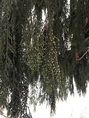 Cupressus nootkatensis
