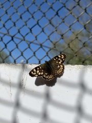 Pararge aegeria