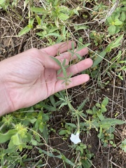 Ipomoea coptica