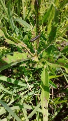Trirhabda canadensis