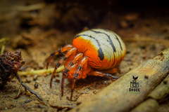 Acusilas malaccensis