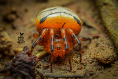 Acusilas malaccensis