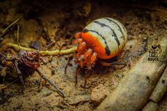 Acusilas malaccensis