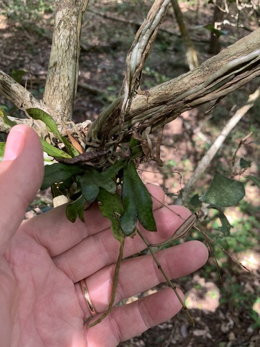 Aerangis mystacidii, photograph 6