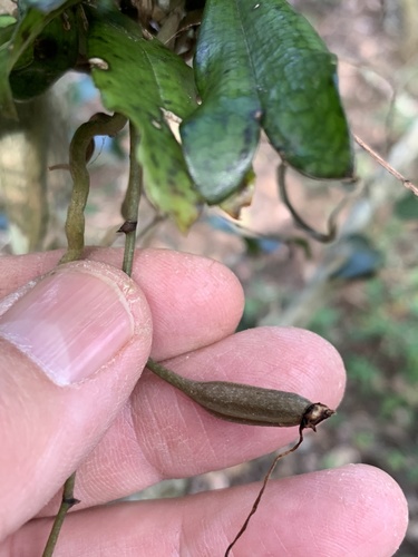 Aerangis mystacidii, photograph 5