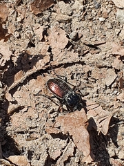 Pterostichus bicolor