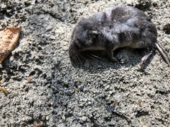 Sorex palustris
