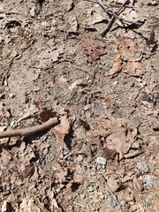 Pterostichus bicolor