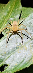 Heteropodinae