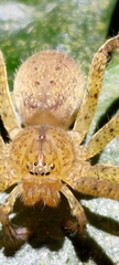 Heteropodinae