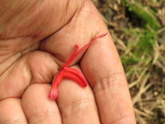 Stenostephanus