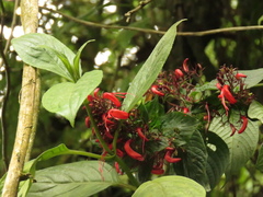 Stenostephanus