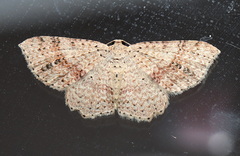 Minoa euthecta