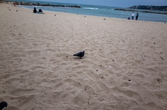Columba livia domestica