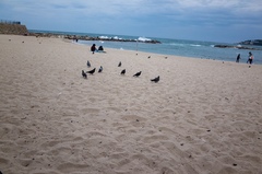 Columba livia domestica