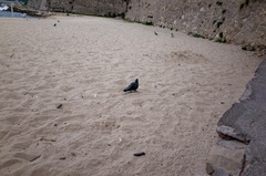 Columba livia domestica