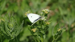 Pieris rapae
