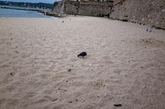 Columba livia domestica