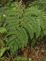 Lophosoria quadripinnata