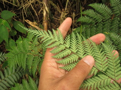Lophosoria quadripinnata