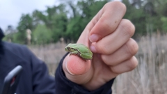 Hyla intermedia perrini
