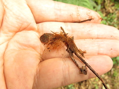 Lophosoria quadripinnata