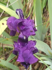Iris